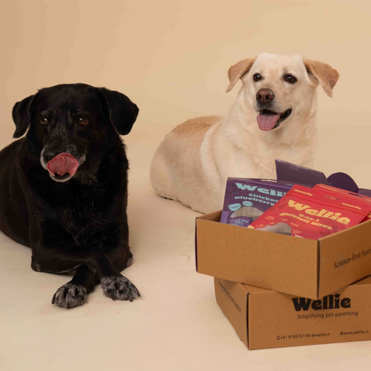 Wellie Immunity Boost Bundle
