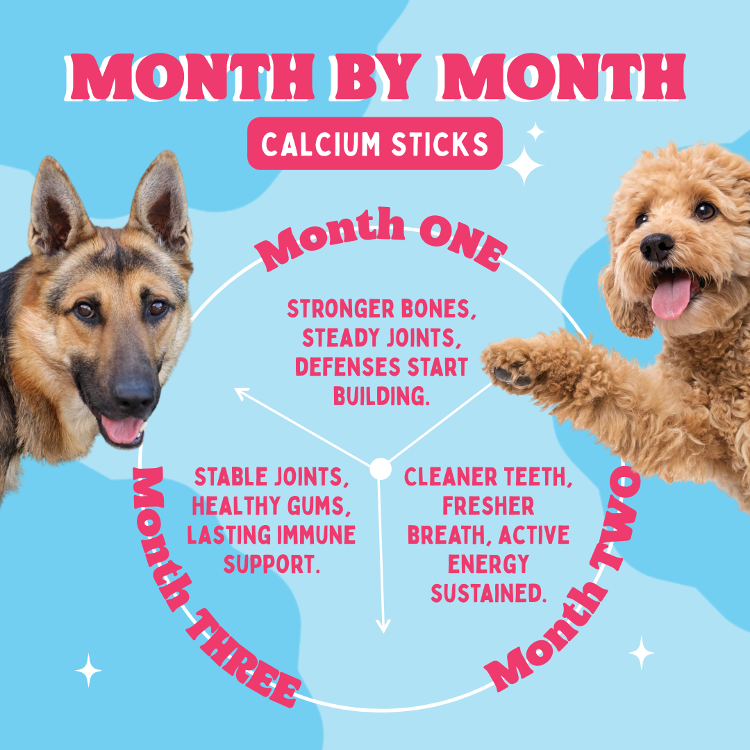 Diagram showing the benefits of calcium sticks for dogs over three months with two dog images.