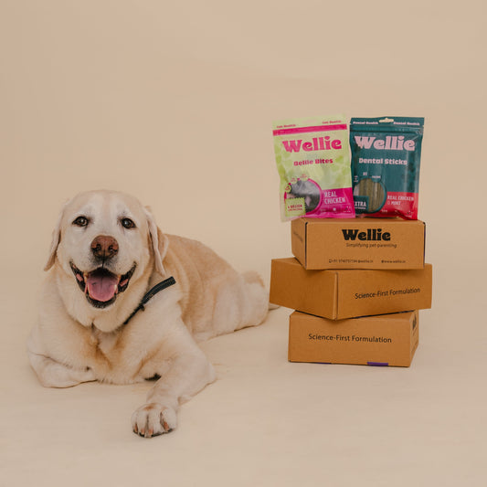 Wellie Oral Health Bundle