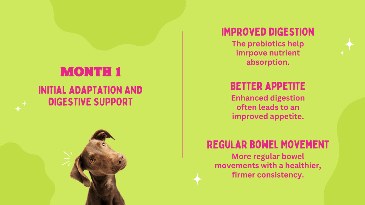 Dog with text about digestive support on a green background