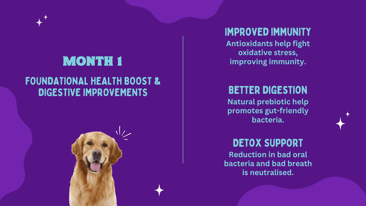Dog with text on a purple background about health benefits