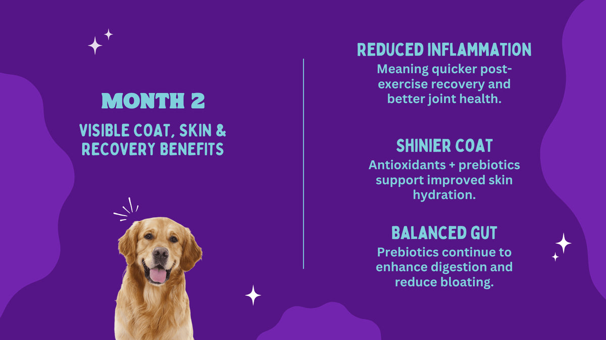 Promotional graphic for a pet product with a dog and text on a purple background