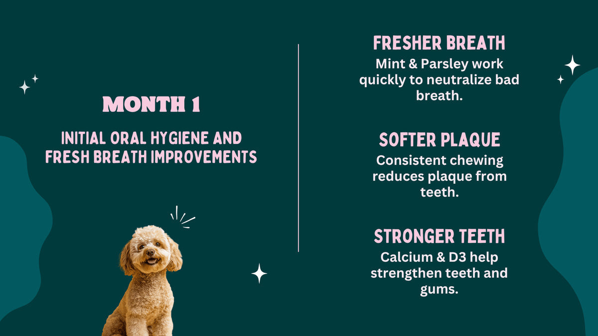 Dog with text about dental care benefits on a green background