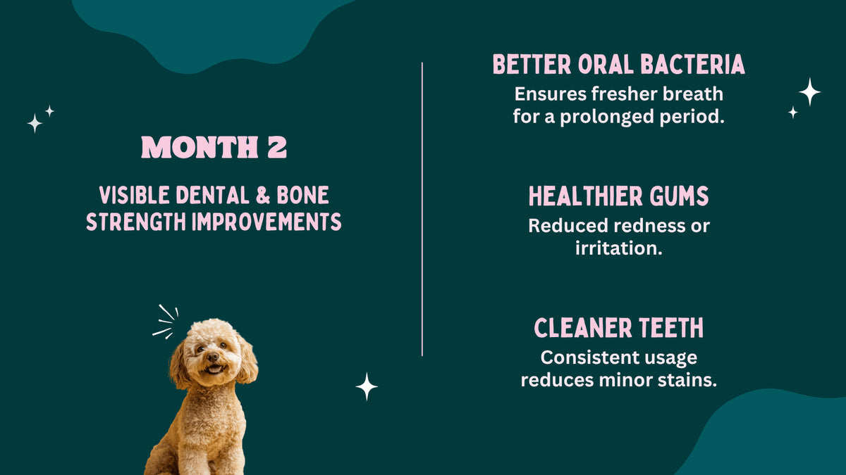 Dog with dental and bone strength improvements text on a green background