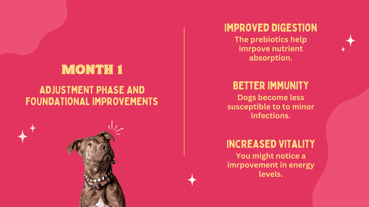 Dog with text on a pink background about improved digestion, immunity, and vitality.