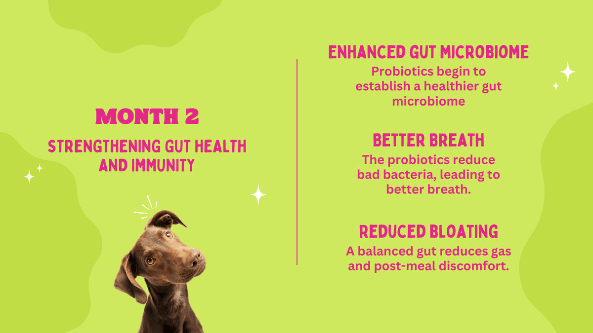 Dog with text about probiotics' benefits on a green background