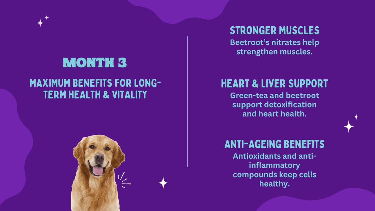 Dog on a purple background with health benefits text