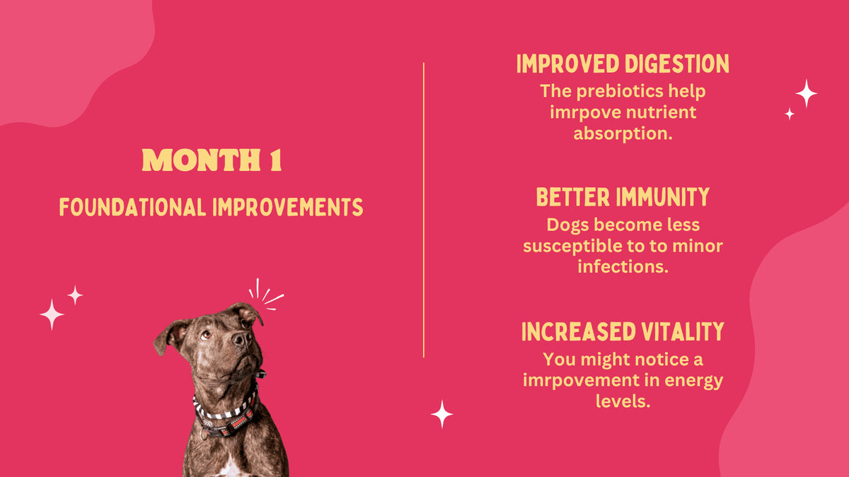 Dog with text on a pink background about improved digestion, immunity, and vitality.