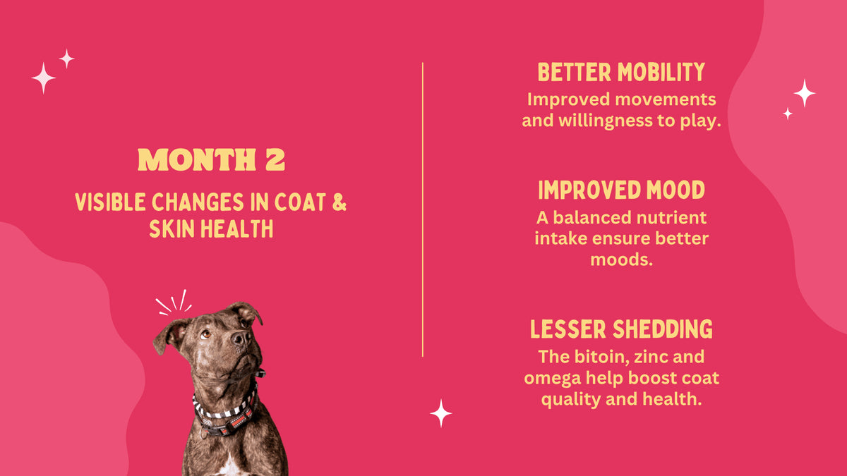 Dog with text on a pink background about visible changes in coat and skin health during Month 2.