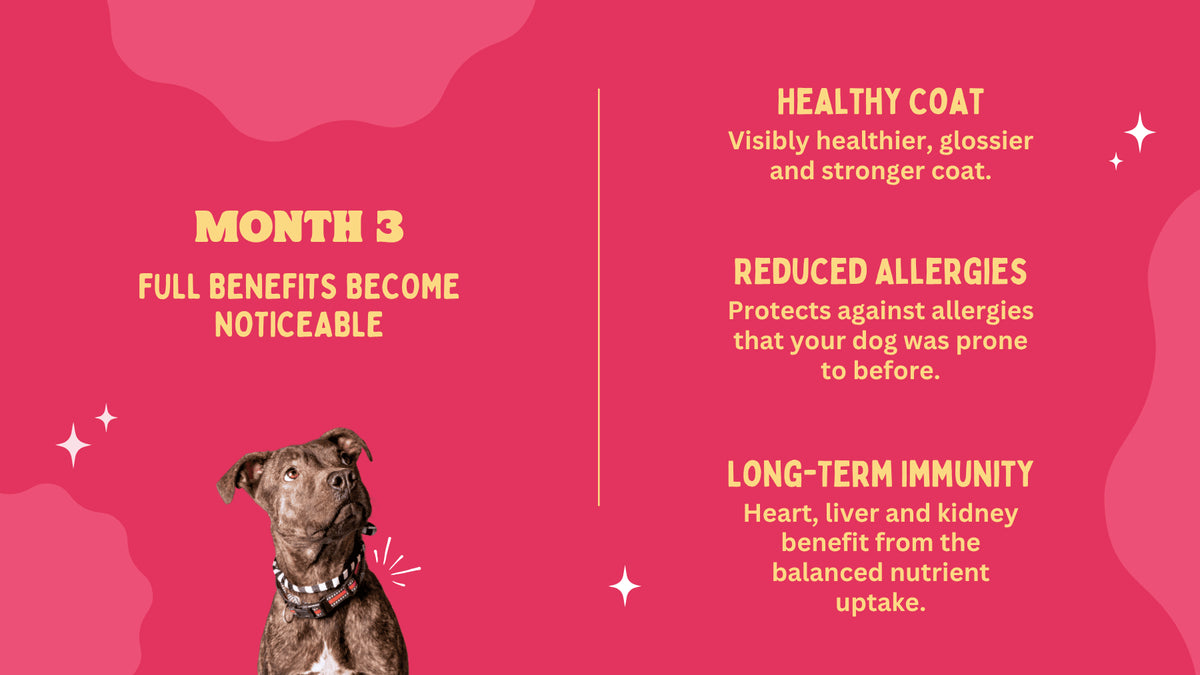 Dog with text on a pink background about pet health benefits
