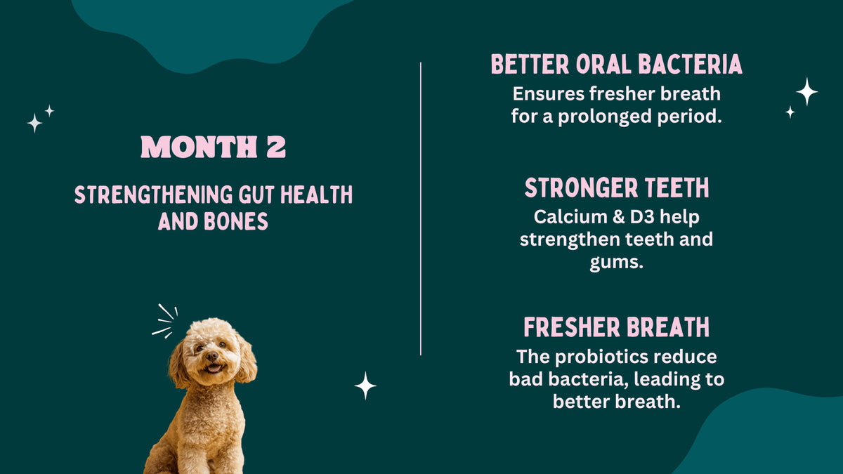 Dog with text about oral health benefits on a green background