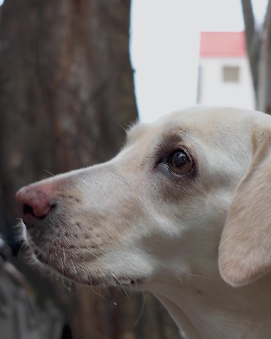 video of a cute adult dog eating Wellie Bellie Bites