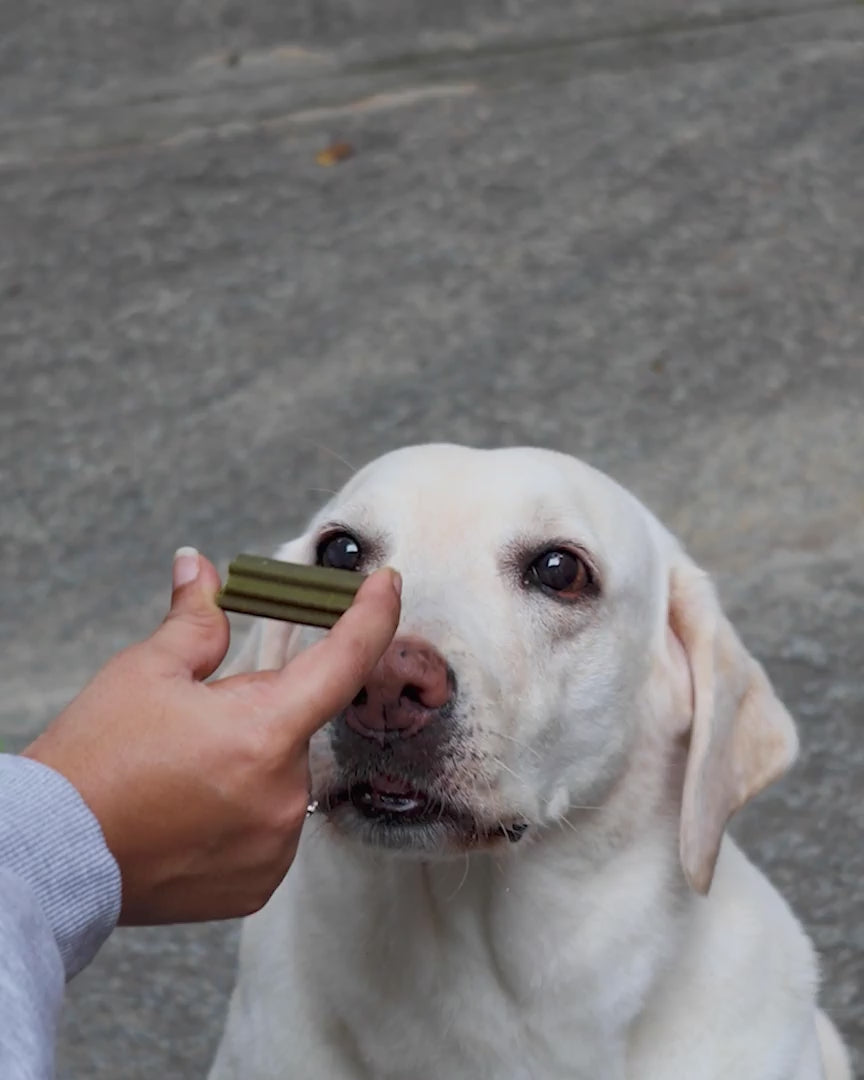 video of a labrador adult dog chewing on Wellie Dental Sticks