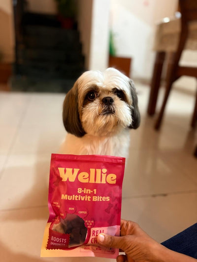 Dog holding a red 'Wellie' multivitamins packet indoors.
